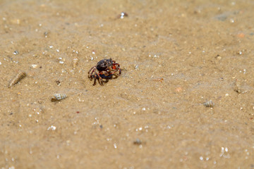 Crab in the sand