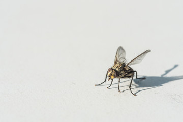  A fly that is frozen on a gray background