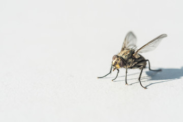  A fly that is frozen on a gray background
