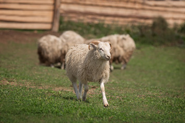 Sheep in the pasture on spring
