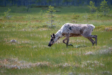Finnish forest reindeer © Risto
