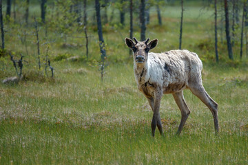 Finnish forest reindeer
