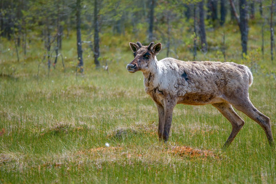 Finnish forest reindeer