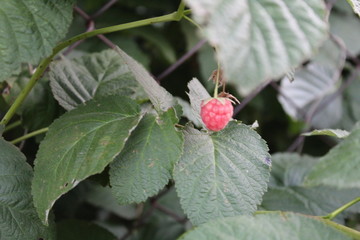 raspberry on a branch