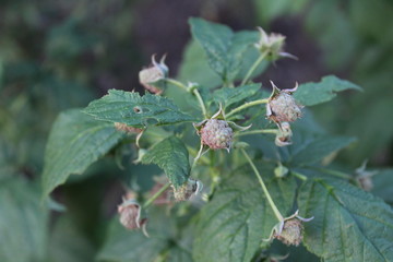 spider on leaf