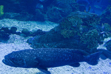 Obraz na płótnie Canvas Sea fish moray eel under water