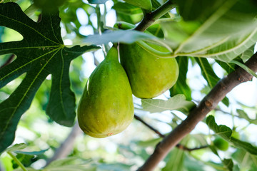 Green ripe figs growing on a tree branch
