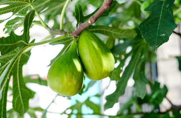 Green ripe figs growing on a tree branch