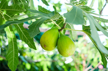 Green ripe figs growing on a tree branch