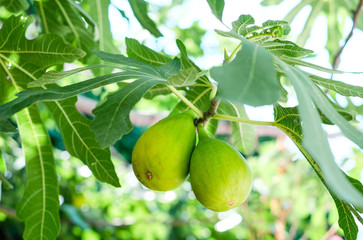 Green ripe figs growing on a tree branch