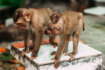 Naklejka premium Portrait of a wild monkey. A selfie of a monkey. Macaque looks at the camera. Wild primates. Wild animal. Animal eyes