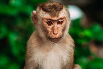 Portrait of a wild monkey. A selfie of a monkey. Macaque looks at the camera. Wild primates. Wild animal. Animal eyes