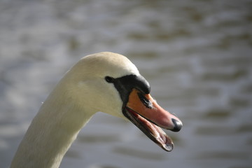 Cygne