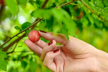 Hand of a young woman who is just picking a ripe little plum from a tree.