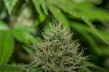 Ripe bloom of Amherst Sour Diesel and Bubble gum variety in case under light