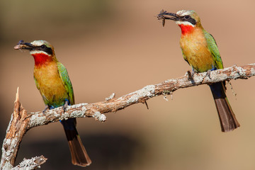 White-fronted Bee-eater with insects as a prey on a branch in Zimanga Game Reserve near Mkuze in South Africa