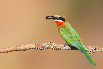 White-fronted Bee-eater with insects as a prey on a branch in Zimanga Game Reserve near Mkuze in South Africa