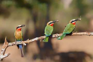 White-fronted Bee-eater with insects as a prey on a branch in Zimanga Game Reserve near Mkuze in South Africa