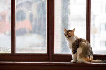 Beyoglu Istanbul, Tram and Cat