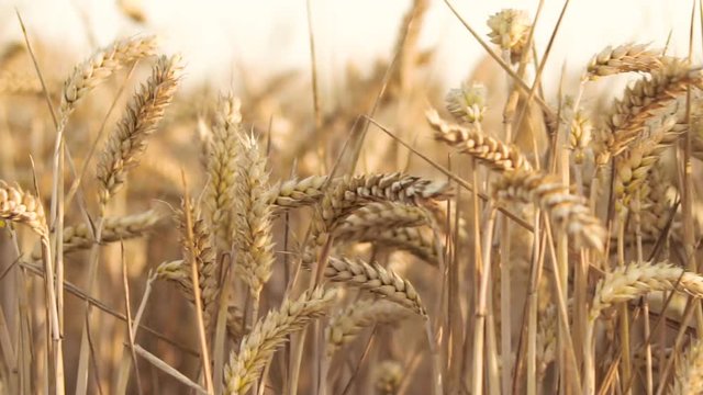 Wheat Field. Ears of wheat close up. Harvest concept. Field of golden wheat swaying. Nature landscape . 