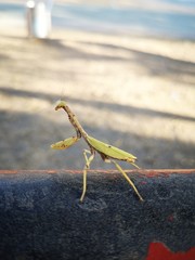 praying mantis on green background