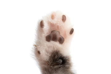 kitty paw isolated