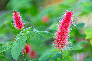 Commonly known as the dog tail red plant - red spike iron leek