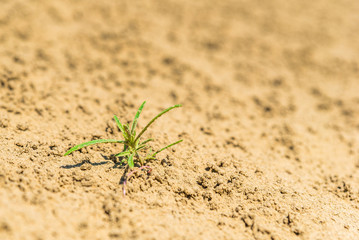 Closeup of an isolated small, green plant in the sand of the Great Sandhills of Saskatchewan,...