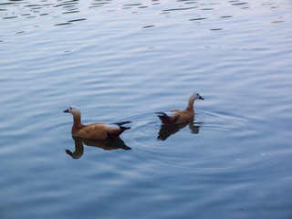 Ducks swim on blue water