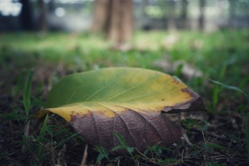Leaves and lawns in tropical gardens