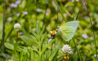 Happy time of butterflies in sunny day