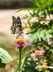 Happy time of butterflies in sunny day