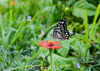 Happy time of butterflies in sunny day