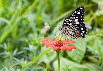 Fototapeta na wymiar Happy time of butterflies in sunny day