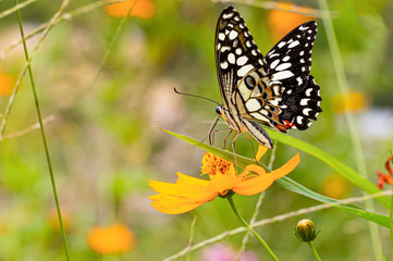 Happy time of butterflies in sunny day