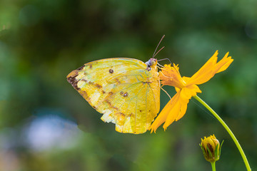 Happy time of butterflies in sunny day