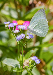 Happy time of butterflies in sunny day