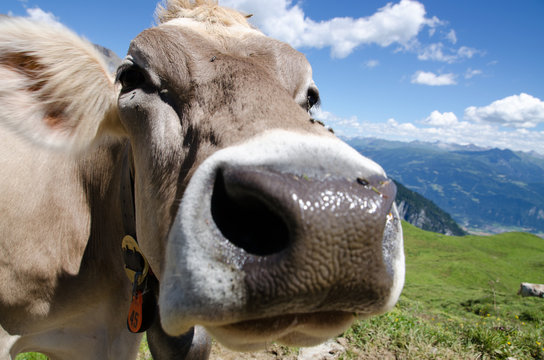 Neugierige Milchkuh. Close up.