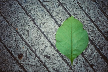 Abstract leaves on concrete