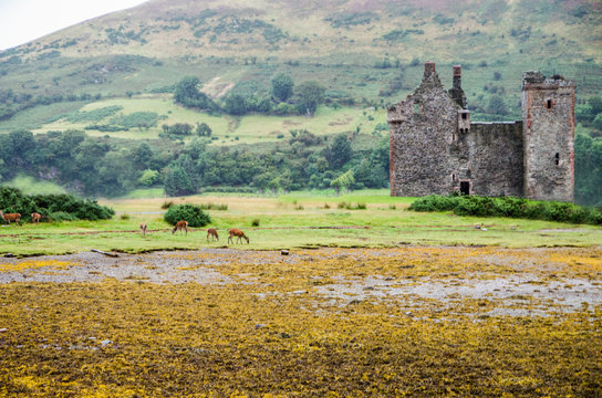 Lochranza Castle mit Rehen. Seitenansicht. Arran. Scotland.