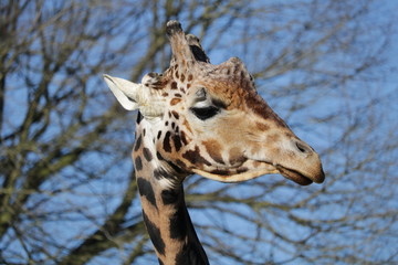 Girafe