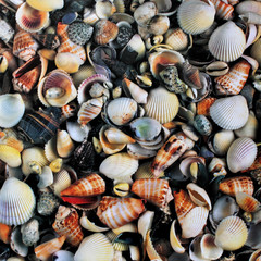 sea shells on the beach