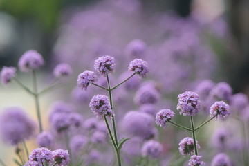 Eisenkraut mit lila Blüten