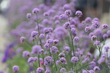 Eisenkraut mit lila Blüten