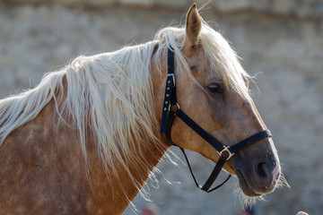 Horse head close up. Harnessed thoroughbred stallion. Breeding stallion. Concept equestrian...
