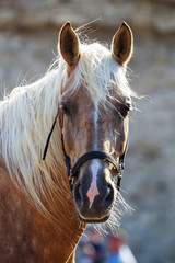 Horse head close up. Harnessed thoroughbred stallion. Breeding stallion. Concept equestrian competitions and games. Closeup portrait of a thoroughbred horse in sports