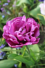 Monet's Garden, Flowers of Giverny