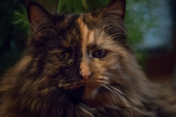 sassy cat stare with attitude