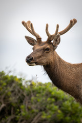 Naklejka na ściany i meble Close-up of Elk
