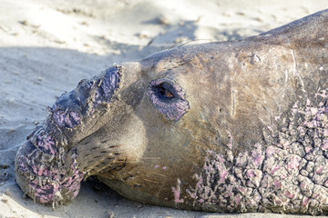 Northern Elephant Seal Adult Male Head during Molting Season. Point Piedras Blancas, San Simeon, California, USA.
